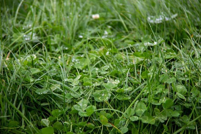 Grow more grass