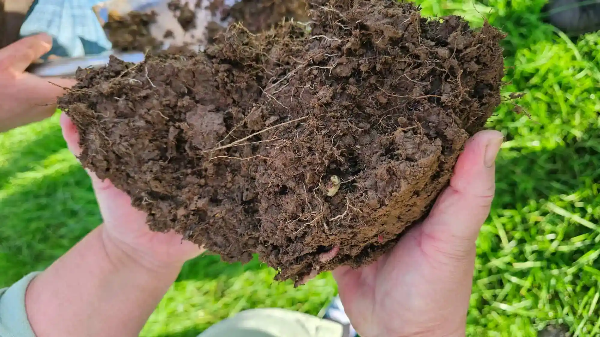 Close-up of soil, showing texture and organic matter