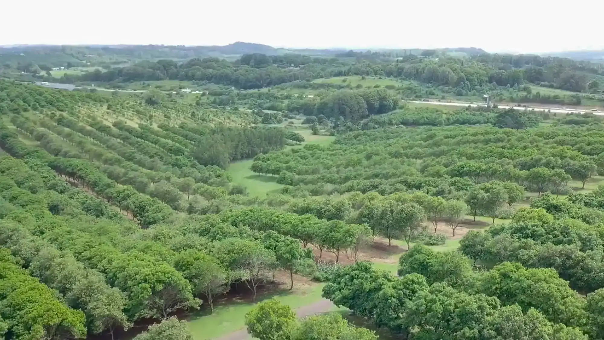 Picadilly Park, Macadamia Orchard.